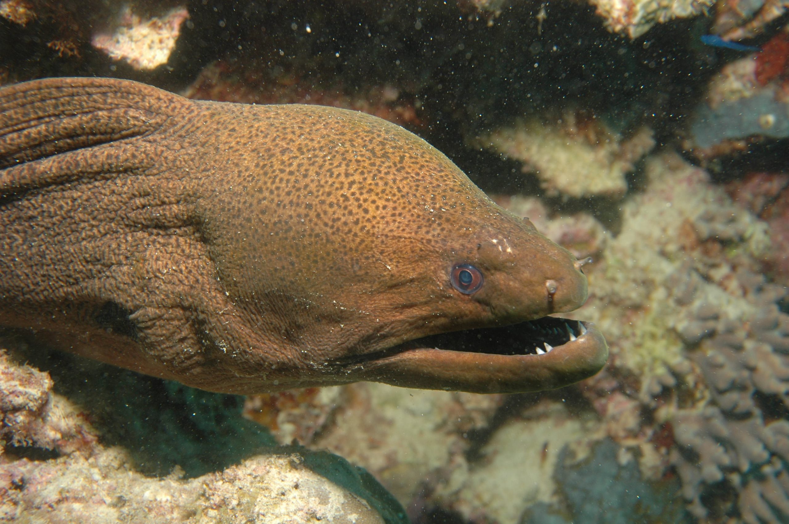 eel pics