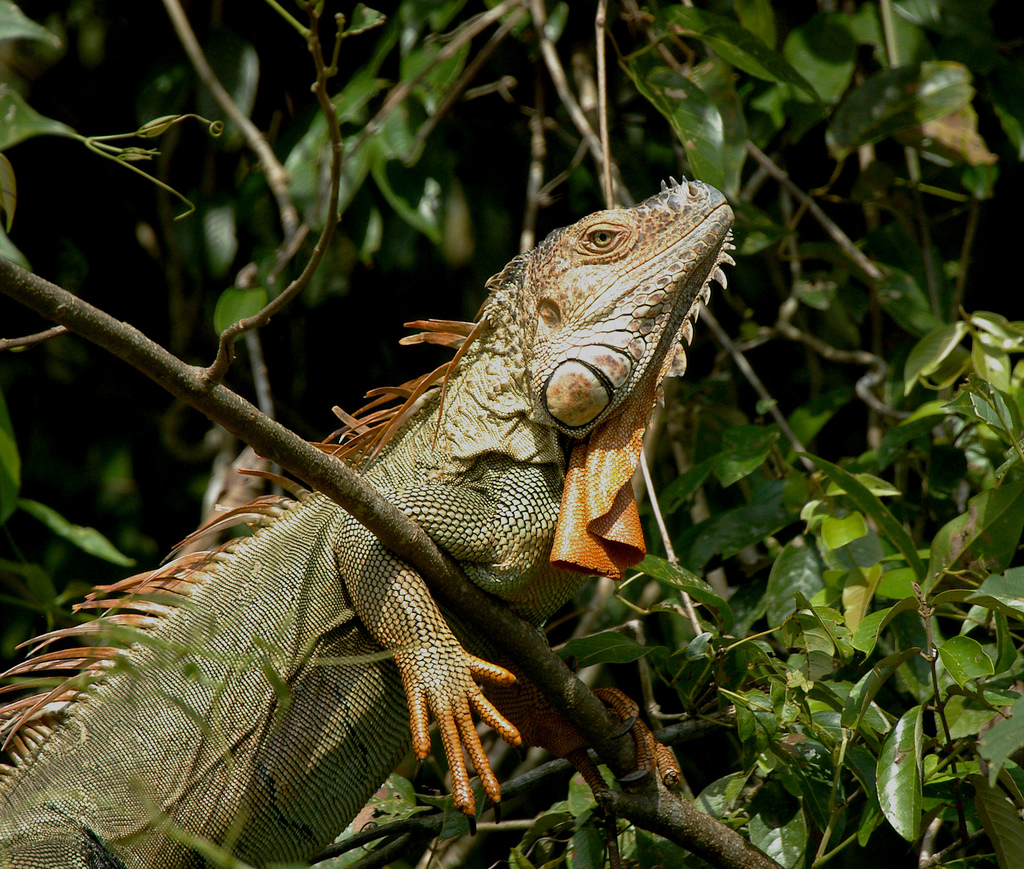 iguana not eating