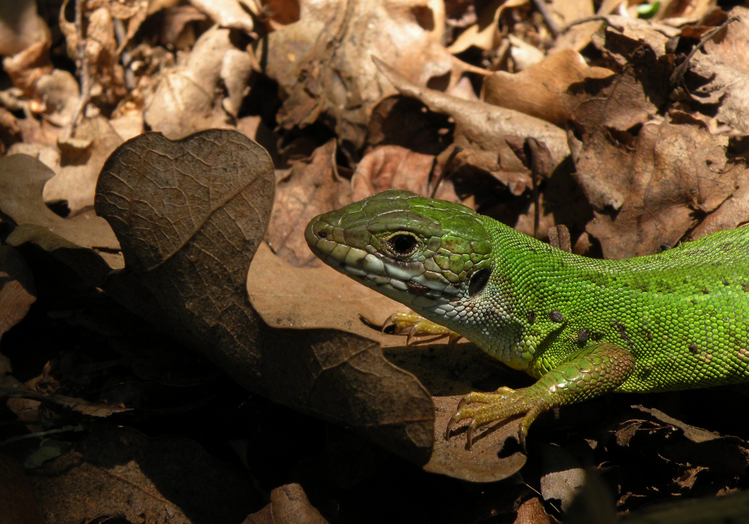 What Eats A Lizard