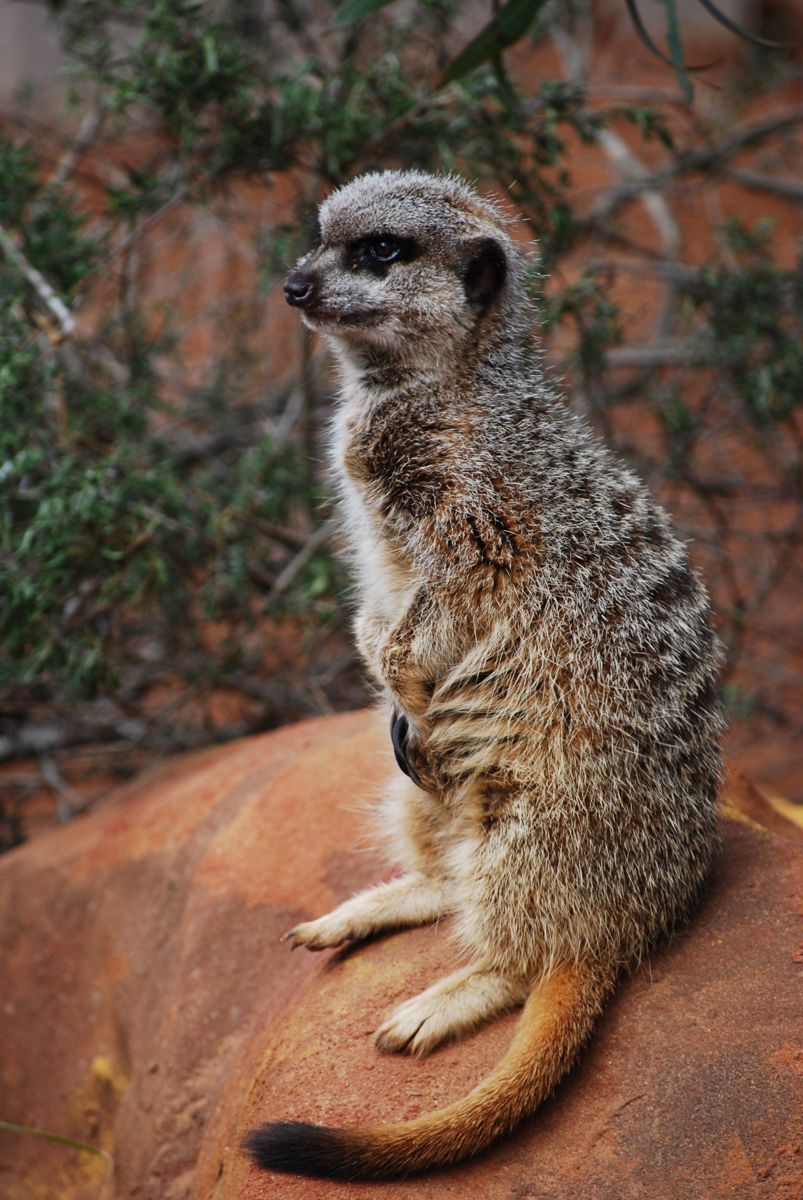 What Eats Meerkats?2592 x 3872