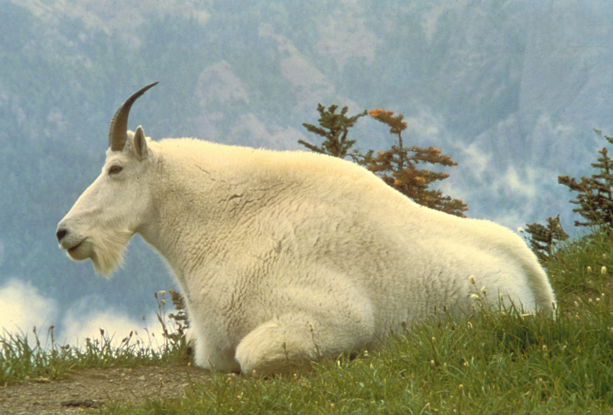 What Eats Mountain Goats?