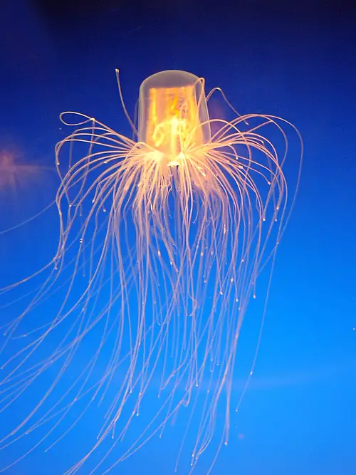 [Image: jellyfish-strollers.jpg]