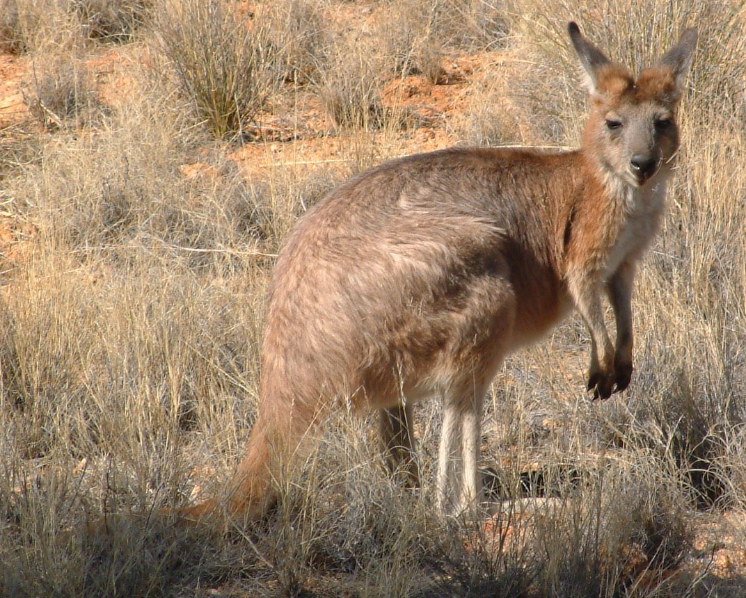 What kinds of animals eat kangaroos?