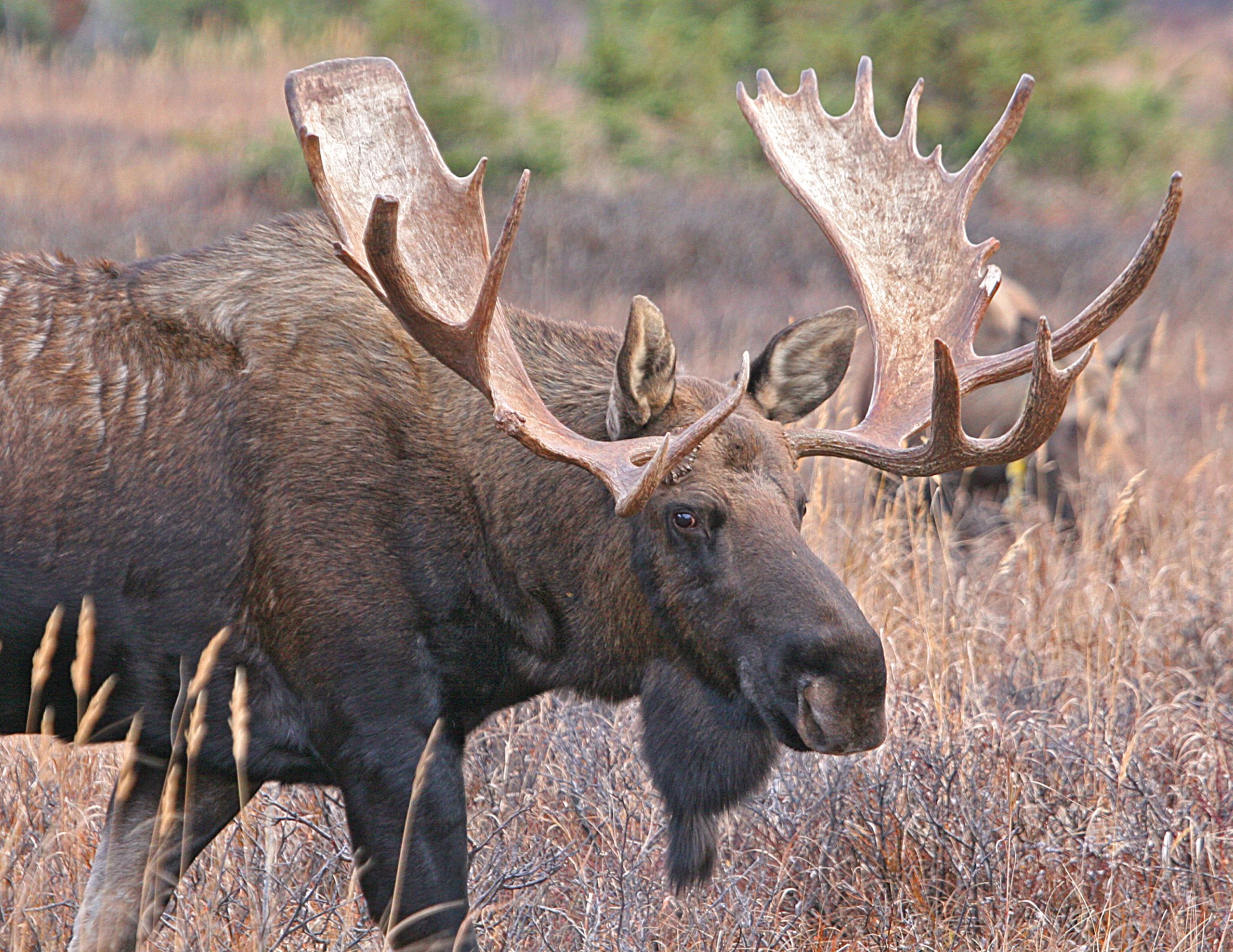 moose eating