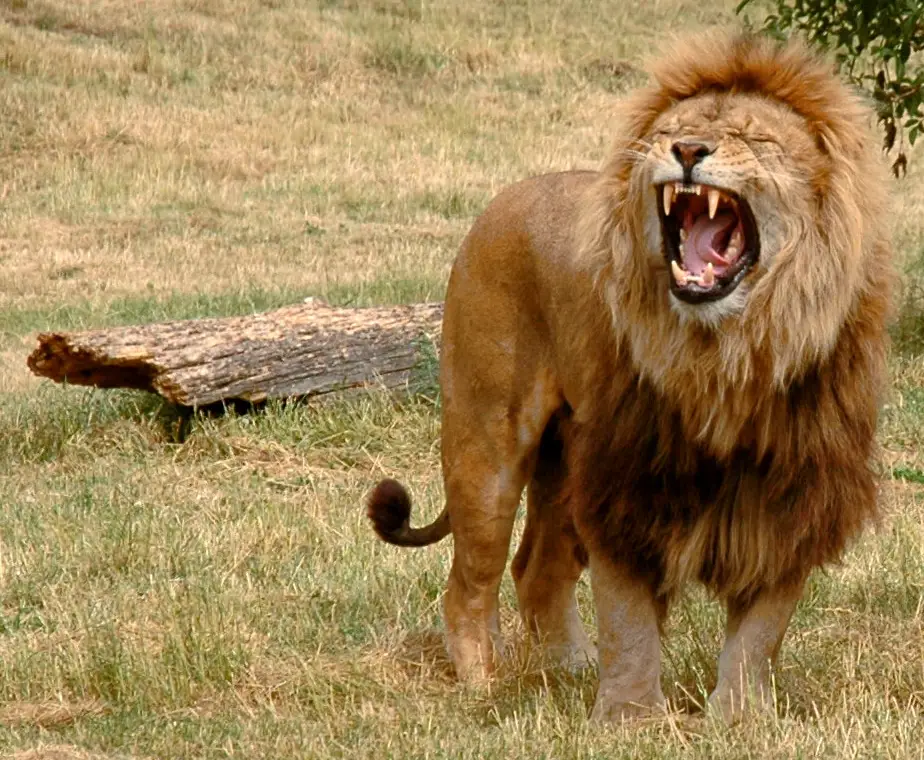 A Male Lion