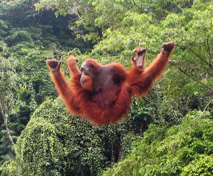 An Orangutan Dangling From A Rope
