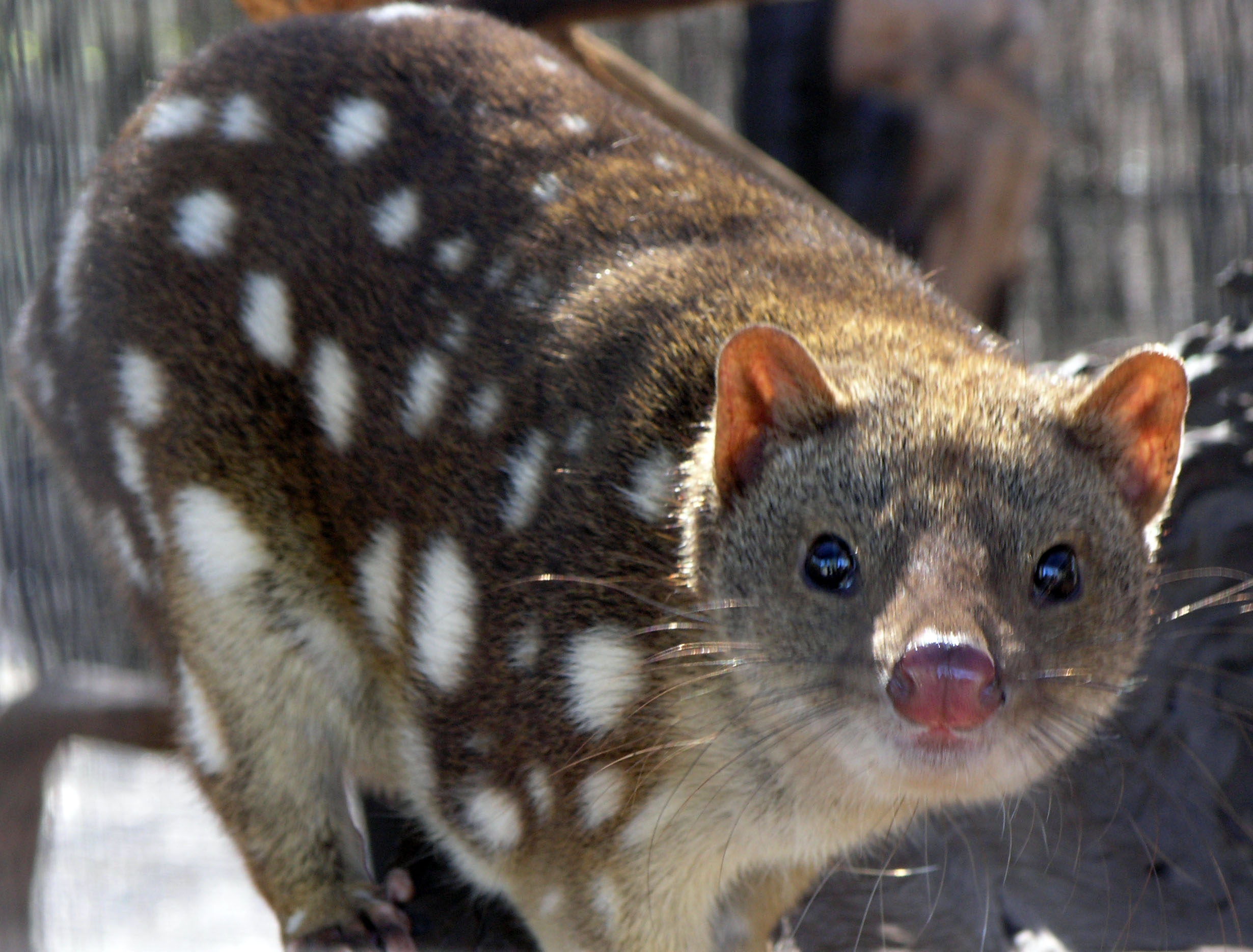A Quoll Is An Animal From Australia and New Guinea