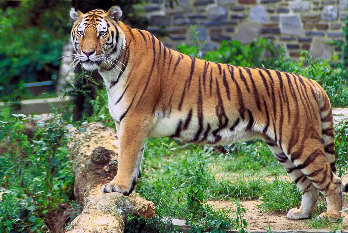 A Large Tiger