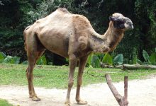 What Eats A Camel