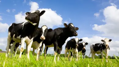 Group of Cows In The Farm What Eats A Cow