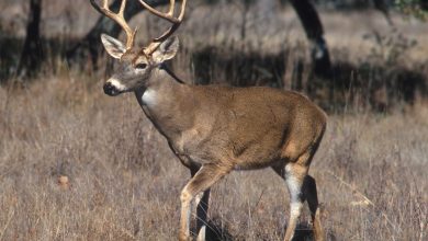 What Eats A Deer