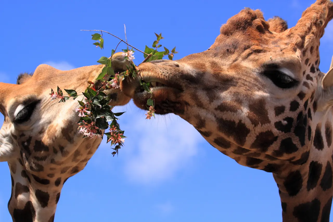 What Eats A Giraffe