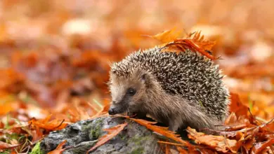 What Eats A Hedgehog