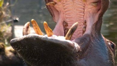 What Eats A Hippopotamus