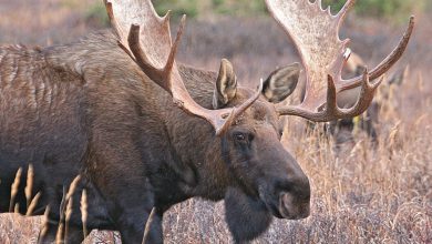 What Eats A Moose