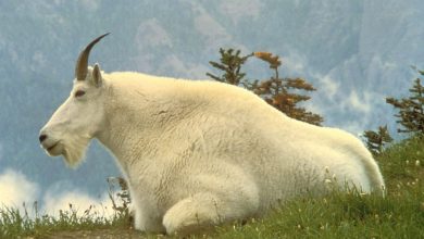 What Eats A Mountain Goat