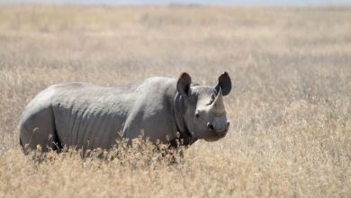 What Eats A Rhinoceros