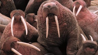 What Eats A Walrus