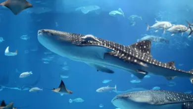 Whale Shark Swimming in a Swarm of Fish What Eats A Whale