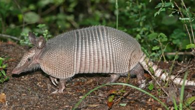 What Eats An Armadillo