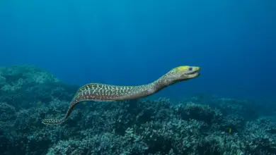 Eel Underwater What Eats An Eel