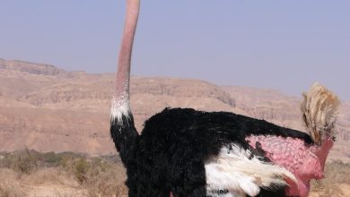 What Eats An Ostrich