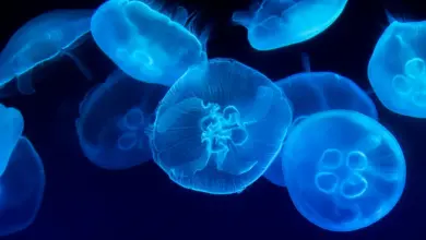 What Eats Jellyfish