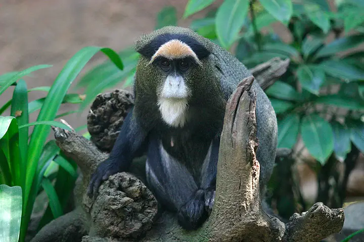 A Monkey In A Tree