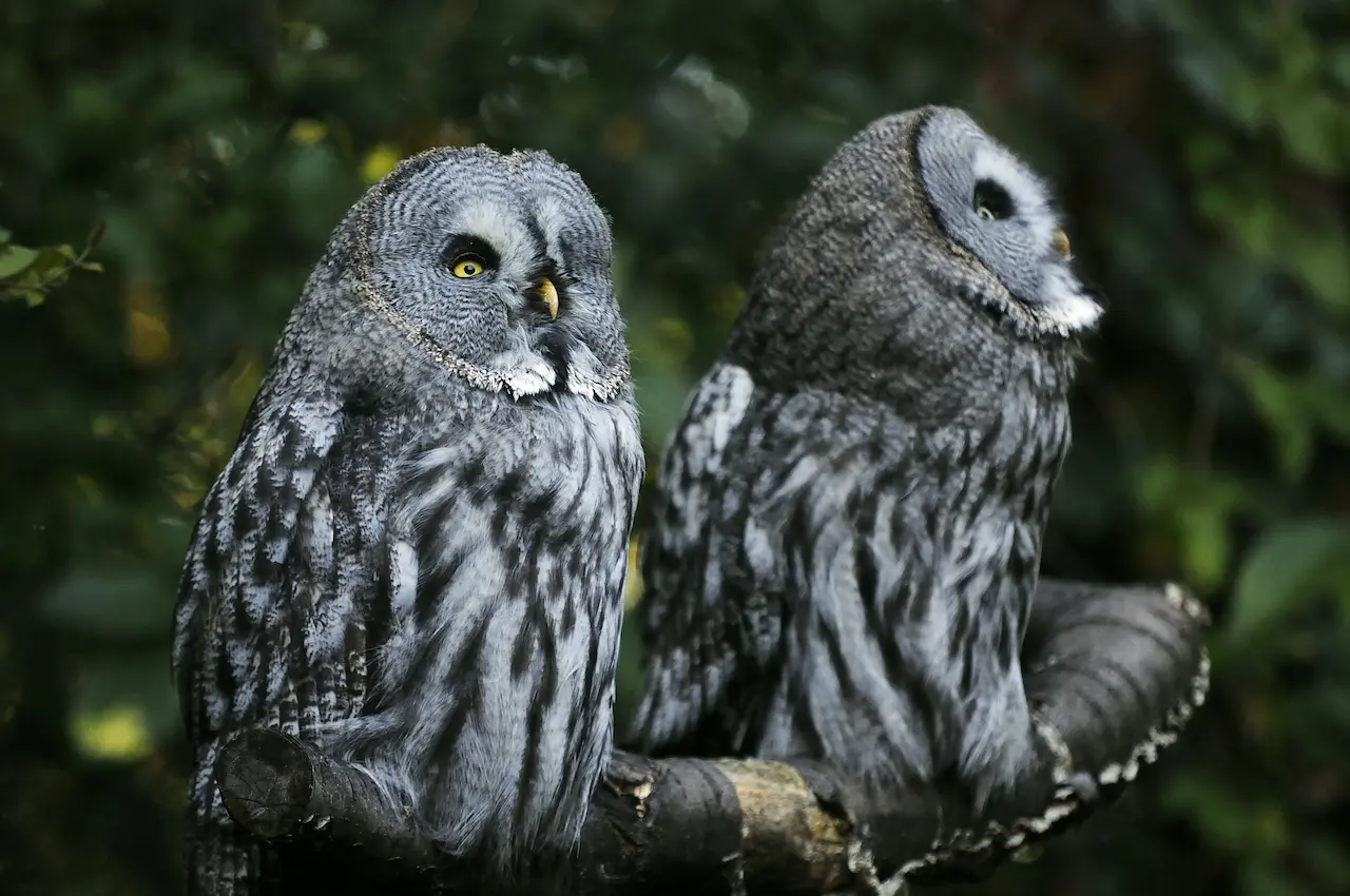 A Pair Of Owls