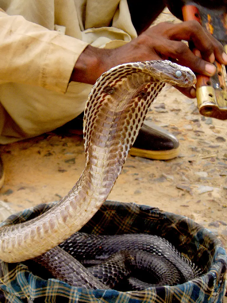 A Cobra With Its Hood Spread