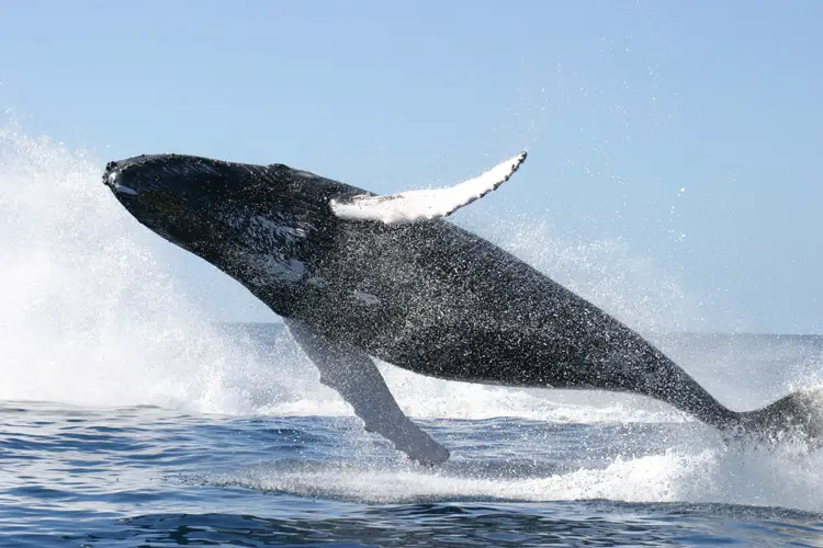 What Eats A Whale? A Whale Jumping Clear Of The Water