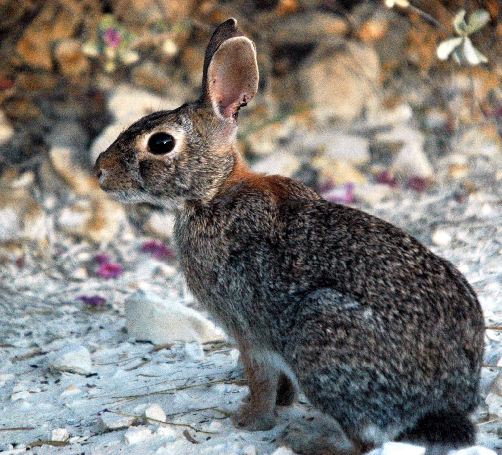 A Cottontail Rabbit