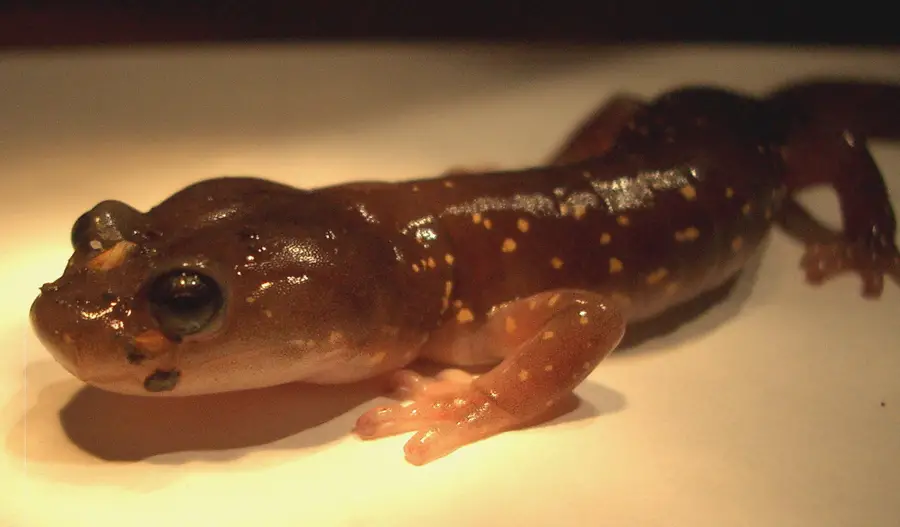 A Young Salamander