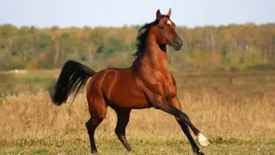 What Eats A Horse