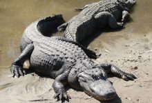 What Eats Crocodiles And Alligators