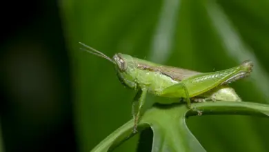 What Eats Grasshoppers