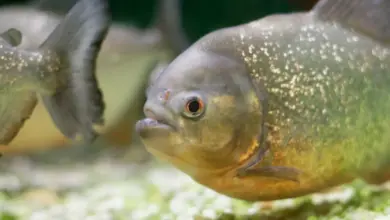 What Eats Piranhas