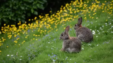 Two Rabbits on Green Grass What Eats Rabbits?