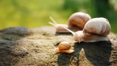 Three Snails On A Rock What Eats Snails