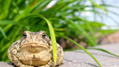 What Eats Toads