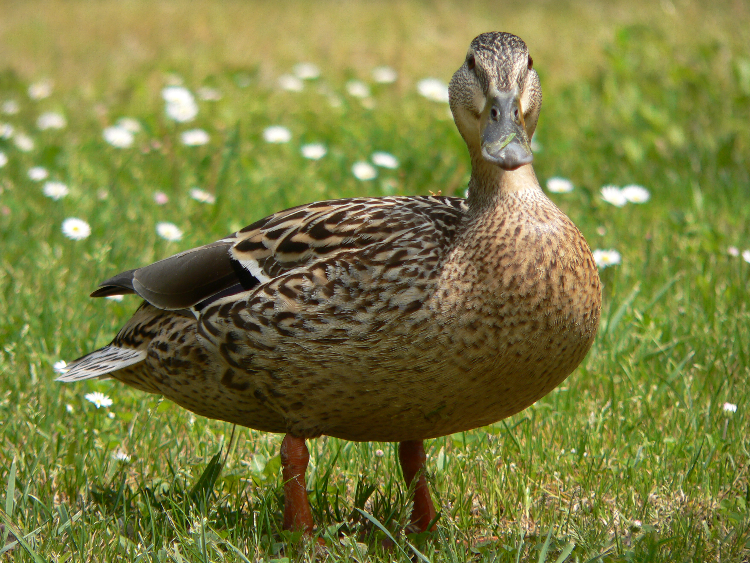A Mallard Duck On The Grass