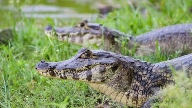 What Eats A Caiman