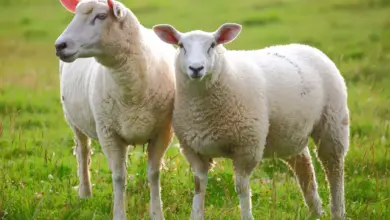 Two Sheep on the Grass What Eats Sheep