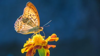 What Eats A Moth Or Butterfly