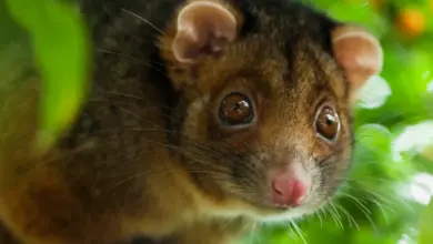 Close-up Image of an Opossum, What Eats A Opossum?