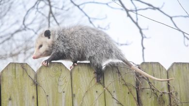 What Eats A Possum Or Opossum What Do Possums Eat