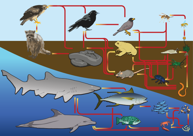 Land And Water Food Web
