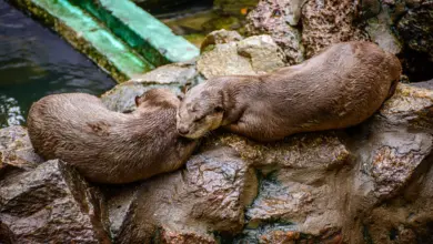 Two Beavers are Sleeping on the Stone What Eats Beavers
