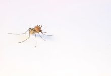What Eats Mosquitoes What Does A Mosquito Eat