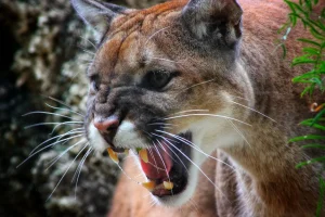 What Eats A Cougar